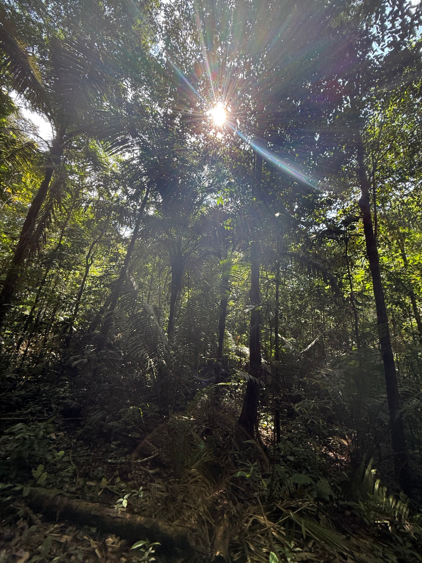 Jungle landscape where Kambo ceremonies take place
